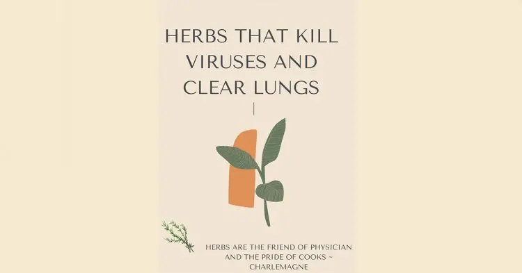 Herbs That Kill Viruses And Clear Lungs.